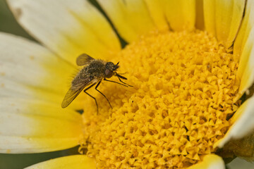 mosca de la abeja saltamontes, mosca abeja (systoechus vulgaris) © JOSE ANTONIO