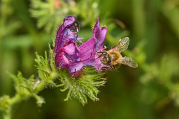 abeja melífera en una flor lila © JOSE ANTONIO