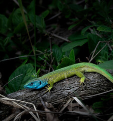 Fototapeta premium Green lizard with blue head.