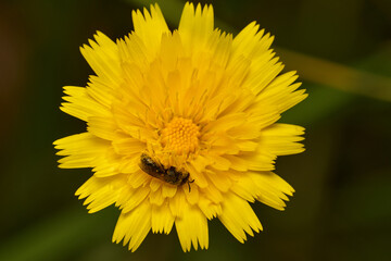 abeja minera en una flor de  margarita © JOSE ANTONIO