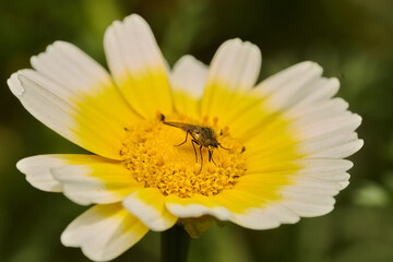 mosca de la abeja saltamontes, mosca abeja (systoechus vulgaris) © JOSE ANTONIO