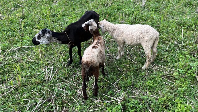 Sheep Are Eating Green Grass