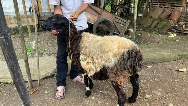 A man holding and inspecting a sheep in a rural village