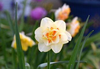 Fototapeta premium A pale yellow Daffodil flower.