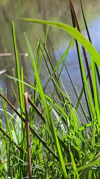 Grass moving in wind near river, nature background video. View through green plants on water, sunny summer day, countryside landscape, calm outdoor scene. Wild European Polish river in spring in May
