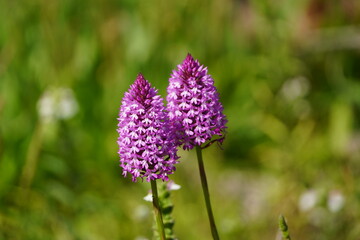 This is a pyramidal orchid (Anacamptis pyramidalis), a protected wild orchid. Luz - Algarve, Portugal. © guentermanaus
