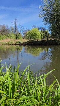 River landscape with trees and reeds in summer or spring, vertical video. Calm natural scene with small river flowing through countryside in Poland, Eastern Europe