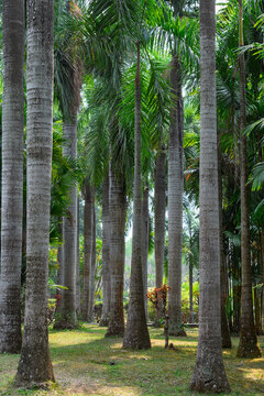The grand palm landscape in the Tropical Flower Garden of Jinghong City, Xishuangbanna Prefecture, Yunnan Province, China