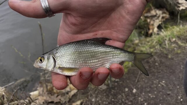 Angler holding a small freshly caught Common Bream (Abramis brama) in hand over lake water. Fishing hobby and outdoor recreation footage.