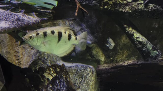 Banded Archerfish Swimming Slowly in Tropical Aquarium with Rocky Background