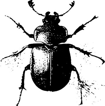 High contrast black ink beetle minimal insect silhouette on white background for design pattern and print use