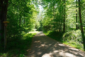 Fototapeta premium Idyllic scenery in the woods at Zürichberg mountain at Swiss city of Zürich on a sunny spring morning. Photo taken April 30th, 2026, Zurich Schwamendingen, Switzerland.