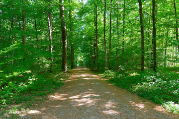 Obraz premium Idyllic scenery in the woods at Zürichberg mountain at Swiss city of Zürich on a sunny spring morning. Photo taken April 30th, 2026, Zurich Schwamendingen, Switzerland.