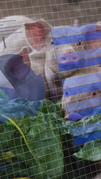 Vertical video: Piglet at mesh sniffing greens causing eating others joining under blue overlay