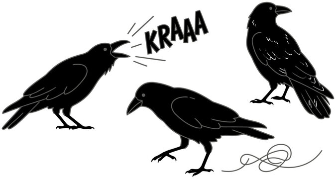 Three black crows are depicted in silhouette one with its beak open and the word KRAAA in a speech bubble against a white backdrop raven bird drawing illustration animal wildlife