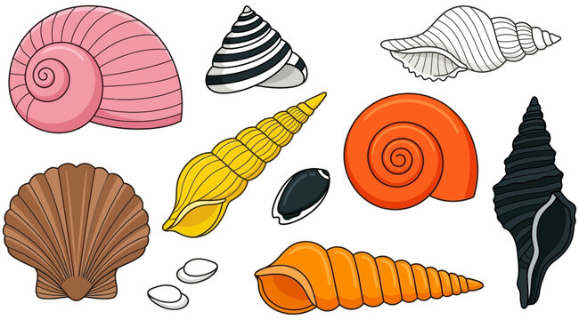 A collection of colorful and patterned seashell illustrations featuring spiral conical and fan shapes in various vibrant hues and line art seashells marine beach ocean nature
