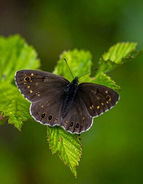 A close-up photo of a dark-colored butterfly on green leaves