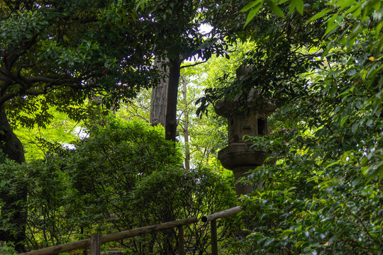 都心散歩　南青山カキツバタの頃