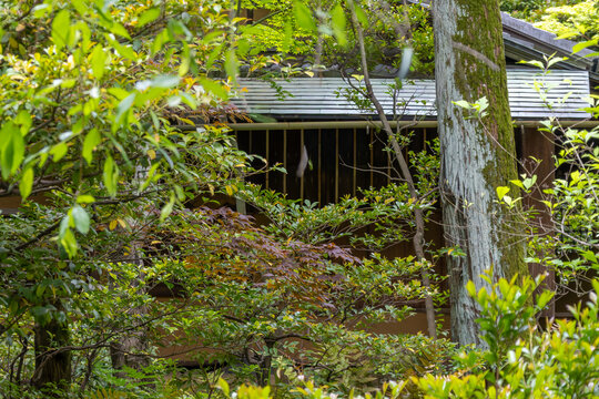 都心散歩　南青山カキツバタの頃