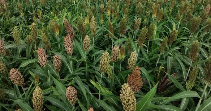 Jowar grain sorghum crop farm