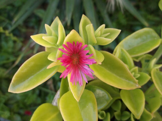 Obraz premium Vibrant Pink Sunrose Flower in Macro Detail