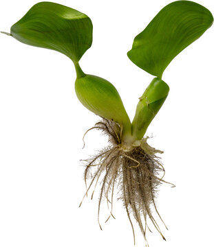Common water hyacinth (Eichhornia crassipes) aquatic plant isolated on transparent background, PNG.