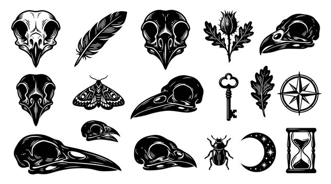 Gothic Esoteric Vintage Design Elements: Black and White Engraving Style Collection of Bird Skulls, Key, Moon