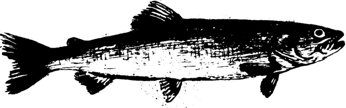 High contrast black and white bonefish ink art for nautical poster and background design with vintage engraved texture