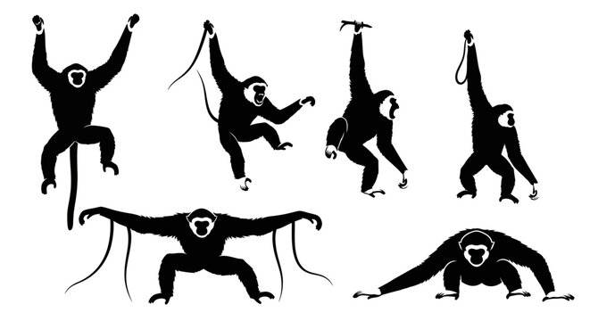 Set of Gibbon Monkey Silhouettes in Various Poses