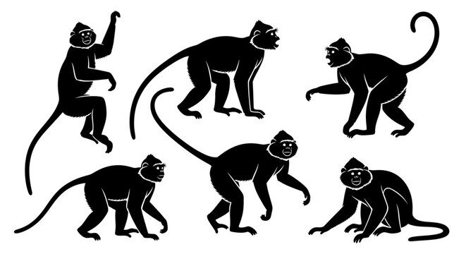 Set of Langur Monkey Silhouettes in Various Poses