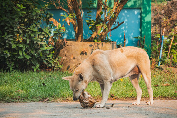 Fototapeta premium A brown stray dog chewing on a large bone on a concrete road, capturing a candid moment of a hungry abandoned animal in a natural outdoor park setting.
