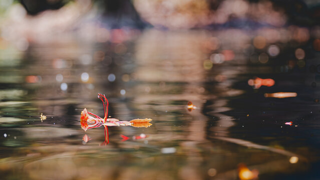 Orange flamboyant flower petals floating on a calm water surface with beautiful bokeh light reflections and soft ripples in a natural pond.