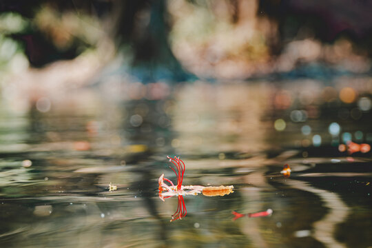 Close-up of vibrant red flamboyant flower stamen floating on a rippled water surface, featuring golden bokeh reflections and a serene natural pond background.