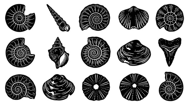 Nature Science Engraving: Black and White Marine Fossils, Seashells, Ammonites, Shark Tooth, Sea Urchin Vector Line Art Set
