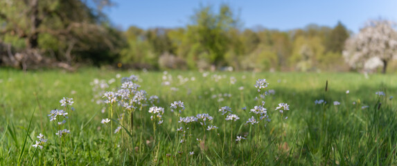 Fototapeta premium Field of meadowfoam flowers and green grass in the daytime with trees and sunlight
