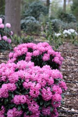 Fototapeta premium Two beautiful rhododendron shrubs covered with bright pink flowers in a spring garden