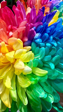 Closeup of Rainbow Flower Chrysanthemum Gay Pride month LBTQA+ background