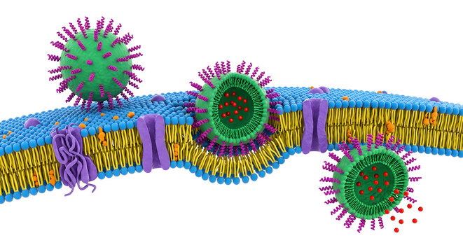 ​3D Cross-Section of a Cell-Penetrating Peptide Delivering a Nanoparticle Through a Plasma Membrane