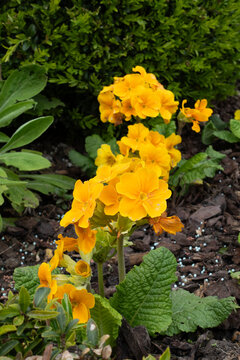 Yellow polyanthus primrose flowers blooming in spring garden