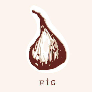 Hand drawn stylised fig fruit vector illustration motif. Black and white flat sticker style of plants of the bible, fruit and food picture design. Simple artwork for quirky f for figs doodle 