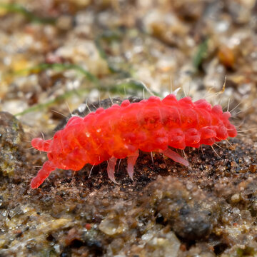 Macro Close Up of Red Velvet Mite Crawling on Soil &ndash; Bright Scarlet Mite Extreme Macro Wildlife Photography