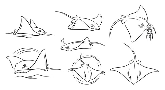 Set of stingray line art illustrations in various swimming poses