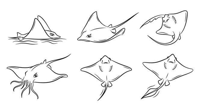 Set of stingray line art illustrations in various swimming poses