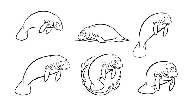 Manatee set in various poses, hand-drawn vector illustration