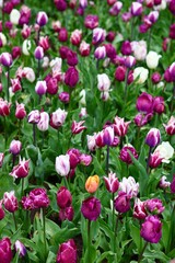 Obraz premium Stunning field of purple, violet, and white tulips blooming in a spring garden