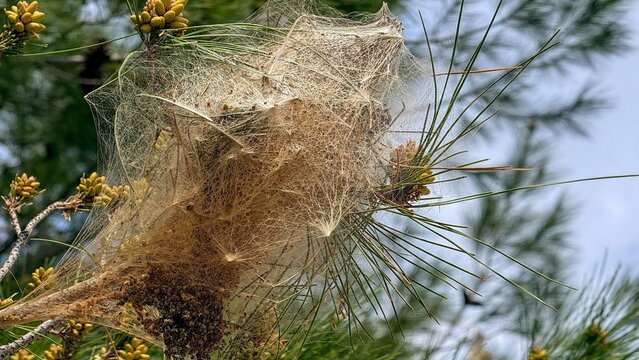 Close view of a pine processionary gypsy moth
 nest on a pine branch, fine silk webbing among needles and buds, outdoor woodland scene with natural light