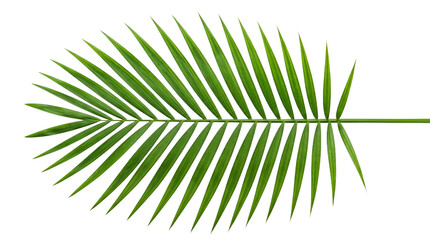 Fototapeta premium 펼쳐진 형태의 테이블 야자 잎 Spread Out Green Parlor Palm Leaf