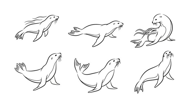 Set of Hand-Drawn Sea Lion Illustrations in Various Poses