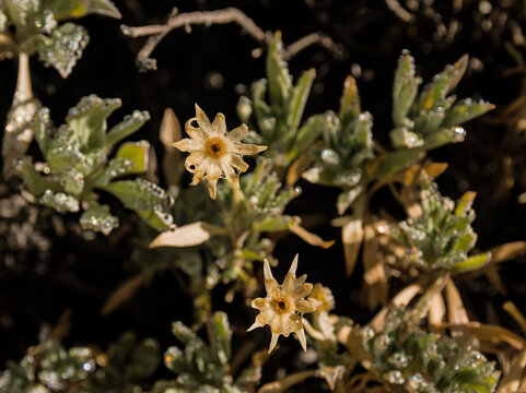 overblown flowers of a summit rose bush - Pterocephalus lasiospermus