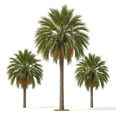 Fototapeta premium Three Realistic Date Palm Trees with Lush Green Fronds and Visible Fruit Clusters on White Background.